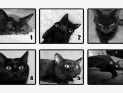 Tes Psikologi: Temukan Apa yang Harus Anda Takuti di Masa Depan dengan Memilih Kucing Favorit