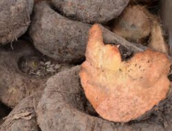 Dari Pencernaan yang Baik hingga Kolesterol Rendah, Berikut 5 Manfaat Luar Biasa dari Suweg