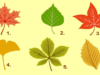 Tes Kepribadian: Temukan Definisi Kepribadian Anda dengan Memilih Daun Musim Gugur