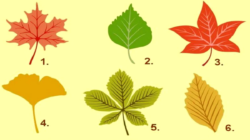 Tes Kepribadian: Temukan Definisi Kepribadian Anda dengan Memilih Daun Musim Gugur