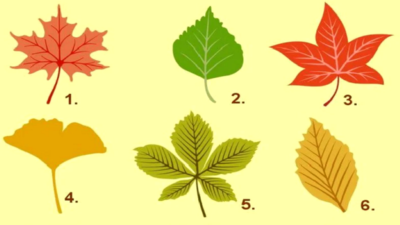 Tes Kepribadian: Temukan Definisi Kepribadian Anda dengan Memilih Daun Musim Gugur
