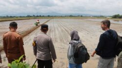 Kolaborasi dengan Dinas Pertaniaan, Polres Sukoharjo Kembangkan Padi Japonica Tarabas