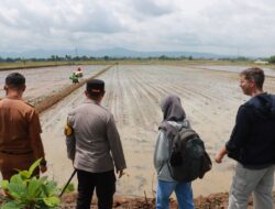Kolaborasi dengan Dinas Pertaniaan, Polres Sukoharjo Kembangkan Padi Japonica Tarabas
