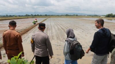Kolaborasi dengan Dinas Pertaniaan, Polres Sukoharjo Kembangkan Padi Japonica Tarabas