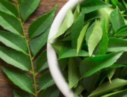 Daun Kari Kaya akan Rasa dan Manfaat! Berikut Cara Menambahkannya ke Dalam Diet Anda