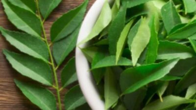 Daun Kari Kaya akan Rasa dan Manfaat! Berikut Cara Menambahkannya ke Dalam Diet Anda