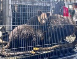 Upaya Penyelundupan Ratusan Satwa Liar Endemik Papua yang Berhasil Digagalkan