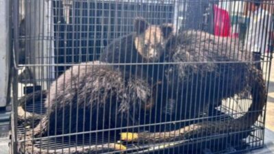 Upaya Penyelundupan Ratusan Satwa Liar Endemik Papua yang Berhasil Digagalkan