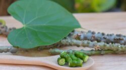 Mengalami Masalah dengan Kadar Asam Urat Tinggi? Brotowali Dapat Membantu Anda!