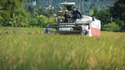 Panen Raya Padi di Jateng, Perkiraan Hasilkan 3,35 Juta Ton dalam 3 Bulan