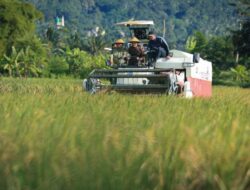 Panen Raya Padi di Jateng, Perkiraan Hasilkan 3,35 Juta Ton dalam 3 Bulan