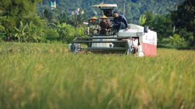 Panen Raya Padi di Jateng, Perkiraan Hasilkan 3,35 Juta Ton dalam 3 Bulan
