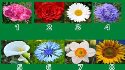 Tes Kepribadian: Piling Bunga Favorit dan Temukan Kekuatan Anda