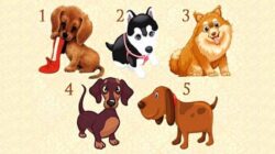 Tes Psikologi: Pilih Anak Anjing dan Buat Permintaan, Cari Tahu Kapan Permintaan Itu akan Terwujud