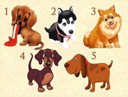 Tes Psikologi: Pilih Anak Anjing dan Buat Permintaan, Cari Tahu Kapan Permintaan Itu akan Terwujud