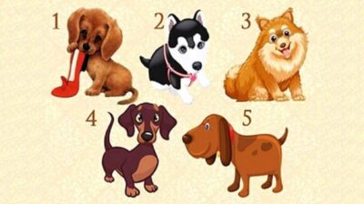 Tes Psikologi: Pilih Anak Anjing dan Buat Permintaan, Cari Tahu Kapan Permintaan Itu akan Terwujud