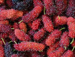 Berikut Ini 7 Manfaat Buah Beri Musiman yang Tidak Boleh Anda Lewatkan!
