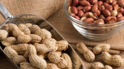 Jangan Minum Air Setelah Makan Kacang Tanah: Mitos atau Fakta?