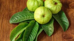 Tinggalkan Produk Berbahan Kimia dan Gunakan Serum Rambut Daun Jambu Biji DIY Ini