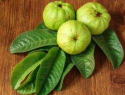 Tinggalkan Produk Berbahan Kimia dan Gunakan Serum Rambut Daun Jambu Biji DIY Ini