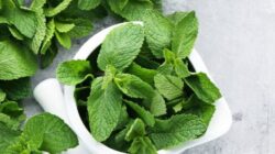 Tahukah Anda, Daun Mint Memiliki 8 Manfaat Kesehatan yang Luar Biasa?