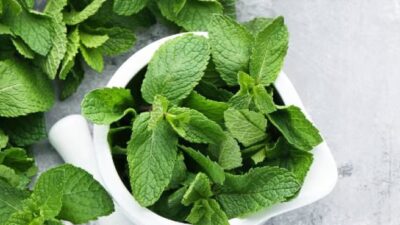 Tahukah Anda, Daun Mint Memiliki 8 Manfaat Kesehatan yang Luar Biasa?