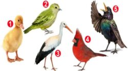 Tes Kepribadian: Temukan Sesuatu yang Menarik tentang Kepribadian Anda dengan Memilih Seekor Burung