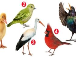 Tes Kepribadian: Temukan Sesuatu yang Menarik tentang Kepribadian Anda dengan Memilih Seekor Burung