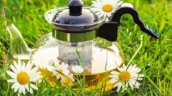 Berikut Rahasia Bagaimana Teh Chamomile Dapat Meningkatkan Kesehatan Mental Anda