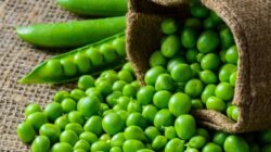 Berikut 4 Alasan Mengapa Anda Harus Memasukkan Kacang Polong Hijau Kedalam Diet Anda