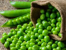 Berikut 4 Alasan Mengapa Anda Harus Memasukkan Kacang Polong Hijau Kedalam Diet Anda