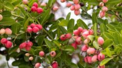 Karonda, Buah Beri India yang Bermanfaat untuk Diet Anda