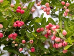 Karonda, Buah Beri India yang Bermanfaat untuk Diet Anda