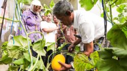 Berikut Ini Upaya Pemprov Jateng untuk Menjaga Ketahanan Pangan