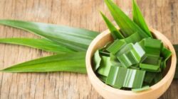Ingin Kulit Sehat dan Bercahaya? Daun Pandan adalah Jawaban untuk Semua Masalah Kulit Anda