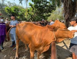 Pastikan Kesehatan Hewan Kurban, Distankan Sukoharjo Cek Sapi di Pasar Hewan Bekonang