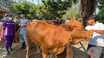 Pastikan Kesehatan Hewan Kurban, Distankan Sukoharjo Cek Sapi di Pasar Hewan Bekonang