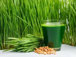 Apakah Wheatgrass atau Rumput Gandum Benar-benar Sepadan dengan Popularitasnya? Mari Kita Cari Tahu