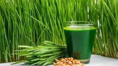 Apakah Wheatgrass atau Rumput Gandum Benar-benar Sepadan dengan Popularitasnya? Mari Kita Cari Tahu