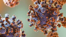 Terkait Hantavirus, Berikut ini Penjelasan Dinkes Jateng