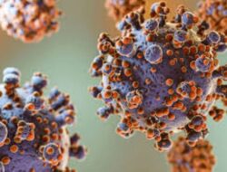 Terkait Hantavirus, Berikut ini Penjelasan Dinkes Jateng