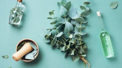 Tidak Hanya untuk Hidung Tersumbat, Minyak Eucalyptus dapat Menumbuhkan Rambut dan Menyembuhkan Jerawat