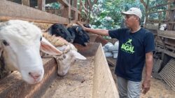 Upaya Jateng Memperkuat Ekosistem Halal, Sertifikasi untuk Juru Sembelih Diintensifkan