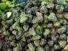 Dari Ramah bagi Jantung hingga Membantu Menurunkan Berat Badan, Berikut 5 Manfaat Buah Singhara dari India