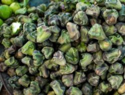 Dari Ramah bagi Jantung hingga Membantu Menurunkan Berat Badan, Berikut 5 Manfaat Buah Singhara dari India