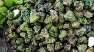 Dari Ramah bagi Jantung hingga Membantu Menurunkan Berat Badan, Berikut 5 Manfaat Buah Singhara dari India