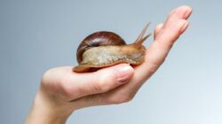 Lendir Siput Mungkin Terdengar Menjijikkan, tetapi Sebenarnya dapat Menyelesaikan Semua Masalah Kulit Anda, Ini Caranya