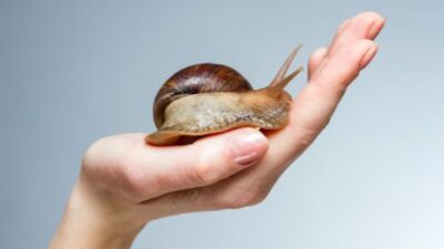 Lendir Siput Mungkin Terdengar Menjijikkan, tetapi Sebenarnya dapat Menyelesaikan Semua Masalah Kulit Anda, Ini Caranya