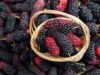 10 Manfaat Buah Murbei Ini akan Membuat Anda Menyukai Buah Ini