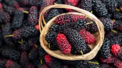 10 Manfaat Buah Murbei Ini akan Membuat Anda Menyukai Buah Ini